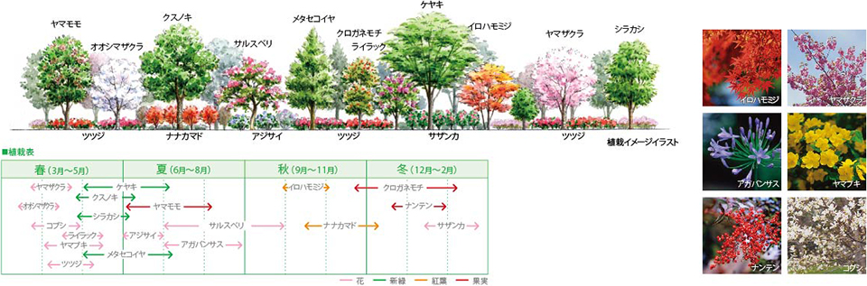 ヤマモモ  オオシマザクラ ツツジ クスノキ ナナカマド サルスベリ アジサイ メタセコイヤ ツツジ クロガネモチ ライラック ケヤキ サザンカ イロハモミジ ヤマザクラ ツツジ シラカシ 植栽イメージイラスト