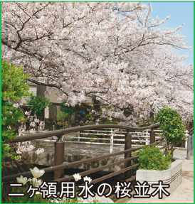 二ヶ領用水の桜並木